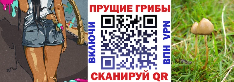 Псилоцибиновые грибы MAGIC MUSHROOMS  где можно купить наркотик  Строитель 